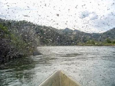 Mothers Day Caddis Hatch