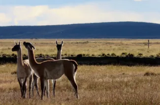 Guanacos roam the river banks of the Rio Grande.