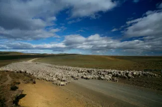 Traffic jam in Tierra Del Fuego.