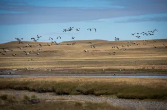 You will see many birds and other wildlife while fishing.