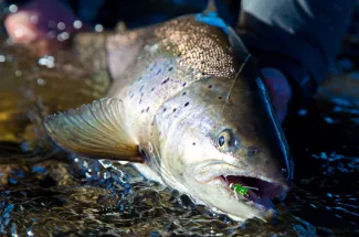 This sea runner  was caught and released.