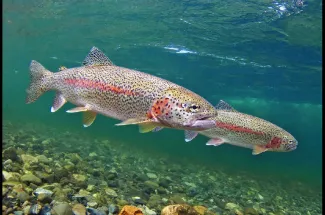 Two rainbow trout