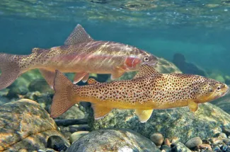 Brown trout and rainbow trout are ready for your fly