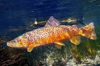 Big brown trout in Montana