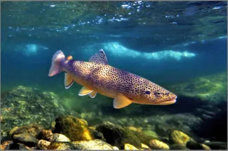 Nice Montana brown trout