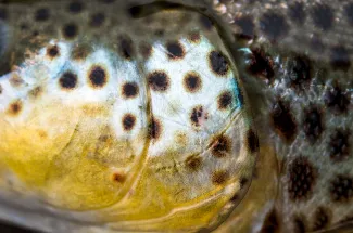 Brown trout cheek