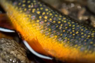 Brook Trout