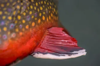 Bright brook trout fin