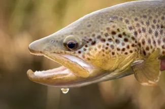 One nice brown trout