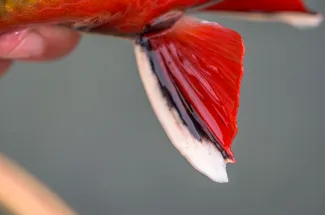 Red brook trout fin