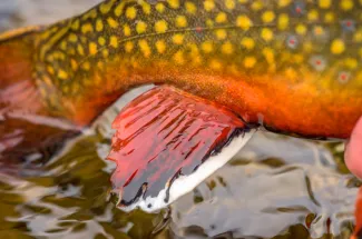 Brook trout fins