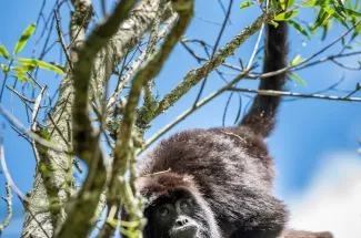 Howler monkey in the trees