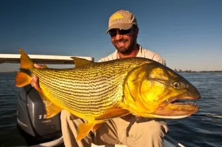 Giant golden dorado