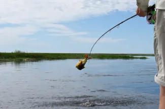 Golden dorado jumping