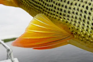 Up close with a golden dorado