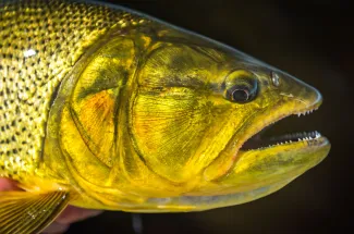 Golden Dorado face