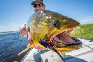 The business end of a golden dorado