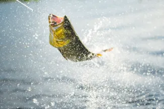 Golden dorado are acrobatic fish