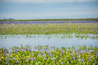 Flower marshes of Argentina