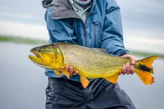 Golden Dorado to hand