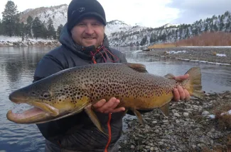 Giant Missouri river brown trout