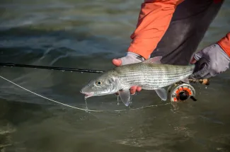 Fly fishing at Abaco Lodge