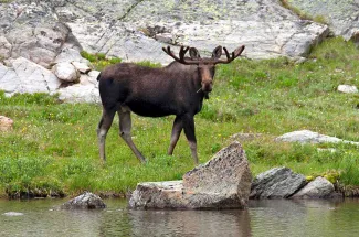 Float by moose along the river