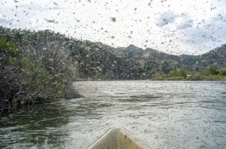 Mother's day caddis hatch