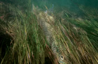 Brown trout in the grass