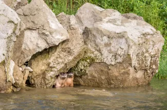 River otters are curious creatures