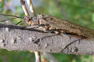 Also known as a salmon fly