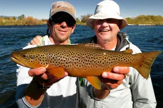 Big brown trout