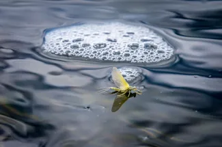 Trout love mayflies