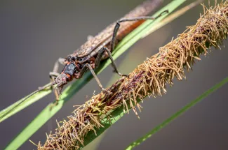 Stone fly hatch on the Madison River