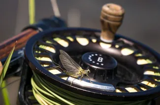 Fly fishing reel