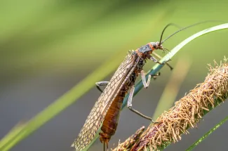 Madison river stone fly hatch