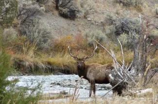 Bull elk in YNP