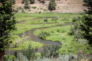 Montana spring creek