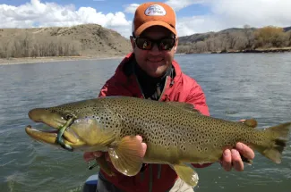 Montana brown trout