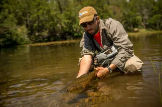 Spring creek brown trout