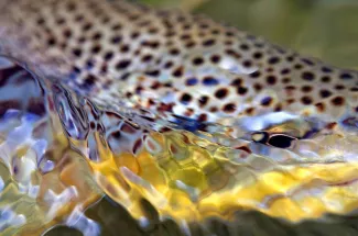 Release of a wild brown trout