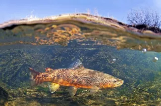 Brown trout fishing in Montana