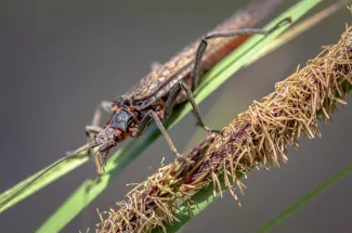 Salmon flies mark great fishing on the Madison River