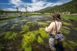 Yellowstone National Park fly fishing