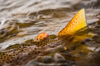 Releasing a brown trout