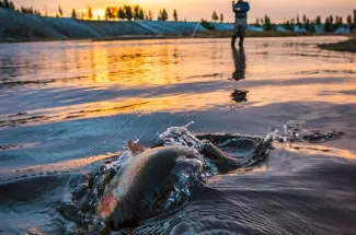 YNP - the Upper Madison River