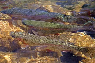 fly fishing bechler river 