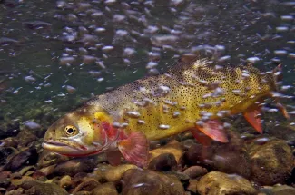 trout lake fish 