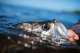 Campeche tarpon