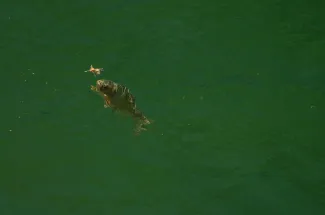 Cutthroat Trout Yellowstone Park